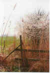 Achtert Rick 11-00-20a.jpg (33647 Byte)