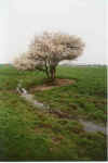 Alleen 13-00-07a.jpg (24289 Byte)