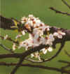 Blhtied2 14-00-27a.jpg (23492 Byte)