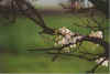 Blhtied 14-00-27a.jpg (16815 Byte)