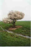 Eenzig 13-00-03a.jpg (23735 Byte)