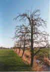 Plummen 11-00-16a.jpg (32875 Byte)