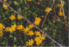 Stickelwier 12-00-10.jpg (20677 Byte)