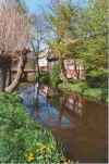 Sumpdotterblomen un Elvdeel 16-00-11a.jpg (46385 Byte)