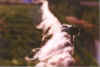 Utreten 08-99-25.jpg (13783 Byte)