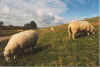 Schaap ann Diek 02-01-11.jpg (24222 Byte)