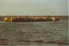 Schaap in Not 1-93-11.jpg (15909 Byte)