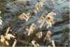 Sneepuschel 04-99-19.jpg (30976 Byte)