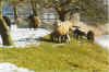 Suger 05-99-28.jpg (34964 Byte)