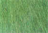 Binsengroeoen 16-99-19a.jpg (46558 Byte)