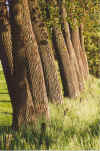 Dicht an dicht 14-99-03.jpg (84139 Byte)