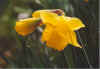 Dree Zillergschen2 06-00-22a.jpg (14473 Byte)