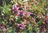 Een Droom in Pink 08-00-22a.jpg (36364 Byte)
