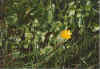 Ganz alleen 07-00-20a.jpg (31044 Byte)