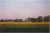 Ansitz inn Raps 12-99-01.jpg (12430 Byte)