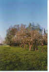 Appelbm bi Meinert 22-00-04.jpg (25901 Byte)