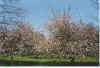 Appelboomblden 21-00-05a.jpg (40339 Byte)