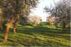 Appelgoorn 22-00-17.jpg (39533 Byte)