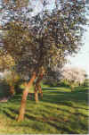 Appelgoorn an Diek 22-00-16.jpg (43681 Byte)