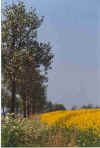 Beeren un Raps bloeht 3-92-22.jpg (127359 Byte)