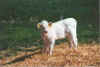 Dat witte Kalf 21-00-02a.jpg (30216 Byte)