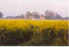De Karkreeg vun achtern 11-99-24.jpg (18598 Byte)