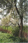 De Speckbeern blht 19-00-31.jpg (48570 Byte)