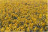 Geel 13-99-27.jpg (44640 Byte)