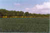 Graden Knick 13-99-19.jpg (26230 Byte)
