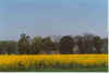 Greve inn Raps 3-92-33.jpg (18582 Byte)