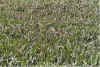 Groeoen 13-99-11.jpg (50206 Byte)