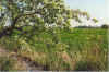 He bgt sick ber de Grpp 17-00-26.jpg (44088 Byte)