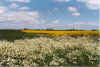 Kalberbloom 13-99-08.jpg (31191 Byte)