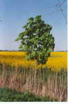 Kastanjenboom 21-00-20a.jpg (32372 Byte)