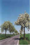 Kiek in de Beerallee 19-00-13.jpg (26058 Byte)