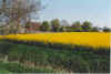 Kiek op Peerbrn 20-00-01.jpg (31314 Byte)