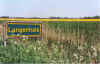 Langenhals 19-00-22.jpg (34214 Byte)