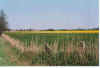 Raps an Langenhals 19-00-21.jpg (26333 Byte)