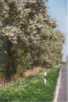 Speckbeern opn Langenhals 19-00-29.jpg (41825 Byte)