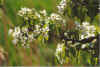 Twiegen 17-00-33.jpg (27405 Byte)