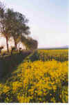 Verdammig froeh 11-99-33.jpg (28398 Byte)