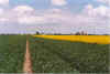 Weg opt Land 13-99-13.jpg (23691 Byte)