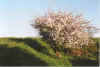 Winfscheef 22-00-22.jpg (28967 Byte)