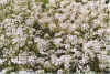 Witt 13-99-25.jpg (46201 Byte)