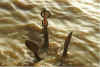 Bit ann Hals int Water 5-98-28a.jpg (22064 Byte)
