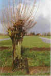 De Grueppen suend vull 3-98-18.jpg (28322 Byte)