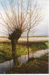 De Wettern is vull 3-98-28.jpg (32427 Byte)