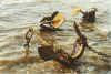 Dreeduppelt 5-98-25a.jpg (30064 Byte)