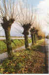 Pullwicheln in een Reeg 3-98-30.jpg (36838 Byte)