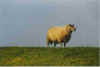 Schaap opn Diek 7-98-08.jpg (15355 Byte)